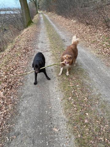 Uw hond uitlaten in Gennep, Ottersum, Heijen, Milsbeek beschikbaar voor biedingen