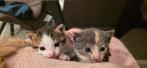 Prachtige kittens (beschrijving goed lezen), Dieren en Toebehoren, Meerdere dieren, Kortharig, 0 tot 2 jaar