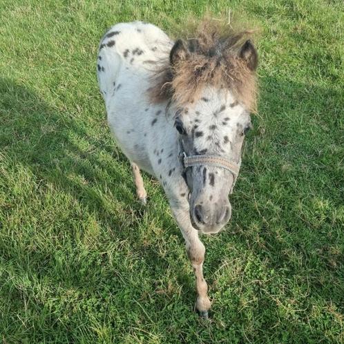 Zeer lief appaloosa hengstje.50% Falabella., Dieren en Toebehoren, Pony's, Hengst, Recreatiepony, 0 tot 2 jaar