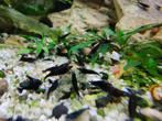Zwarte garnalen ( neo caridina), Dieren en Toebehoren, Vissen | Aquariumvissen, Kreeft, Krab of Garnaal, Zoetwatervis