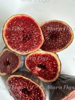 Vijgenboompje Italian Black, Minder dan 100 cm, Lente, Volle zon, In pot