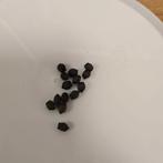 Sungaya aeta  psg 195, Dieren en Toebehoren, Insecten en Spinnen, Wandelende tak