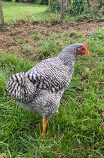 Trio Amrock hennen (groot), Dieren en Toebehoren, Pluimvee, Meerdere dieren, Kip