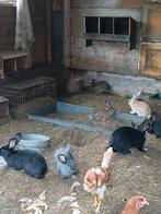 Nog 2 mooie vlaamse reuzen rammen te koop, Dieren en Toebehoren, Mannelijk, Groot, 0 tot 2 jaar