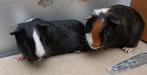 Cavia's, Dieren en Toebehoren, Knaagdieren, Juni, Meerdere dieren, Cavia