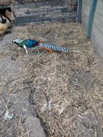 Ladyamherds haan, Dieren en Toebehoren, Pluimvee, Mannelijk, Kip