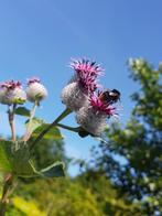 zaden van de Arctium Tomentosum of Donzige Klit, Ophalen of Verzenden, Voorjaar, Volle zon, Zaad