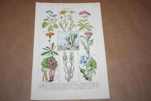 Antieke botanische kleurenchromo - Composieten - Ca 1920 !!, Verzamelen, Foto's en Prenten, Nieuw, Voor 1940, Ophalen of Verzenden
