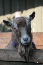 Toggenburger bokken te koop, Dieren en Toebehoren, Schapen, Geiten en Varkens, Mannelijk, Geit