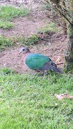 Groenvleugel duif duiven groenvleugelduif groenvleugelduiven, Dieren en Toebehoren, Meerdere dieren, Overige soorten