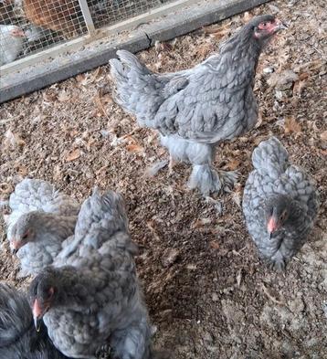 Brahma groot hennen beschikbaar voor biedingen