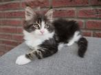 Maine Coon kittens, Meerdere dieren, Gechipt, 0 tot 2 jaar