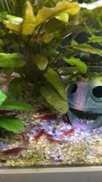 Vuurgarnalen, Dieren en Toebehoren, Vissen | Aquariumvissen, Kreeft, Krab of Garnaal