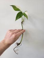 Epipremnum Pinnatum Albo, Huis en Inrichting, Kamerplanten, Overige soorten, Minder dan 100 cm, Ophalen of Verzenden, Halfschaduw