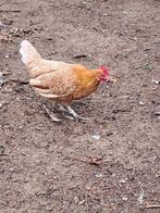 Friese hoender kip., Vrouwelijk, Kip