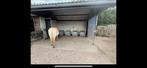 Plekje vrij stalling aan huis, Dieren en Toebehoren, Stalling en Weidegang, Stalling