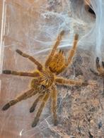 Pterinochilus murinus "Usumbara" te koop –  5 cm groot!, Spin of Schorpioen