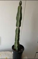 Euphorbia trigona cactus kamerplant  (groot), Cactus, Ophalen of Verzenden