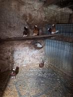 Oud-Hollandse Kapucijners, Dieren en Toebehoren, Vogels | Duiven, Meerdere dieren, Overige soorten