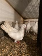 4 oosterse rollers, Meerdere dieren