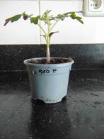 Red Pearl Tomaatplantje (3 plantjes beschikbaar), Tuin en Terras, Planten | Tuinplanten, Ophalen, Volle zon, Groenteplanten, Eenjarig