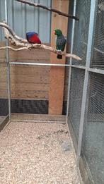 edel papagaai, Dieren en Toebehoren, Vogels | Parkieten en Papegaaien, Meerdere dieren, Papegaai, Tam