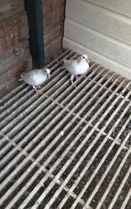 Witte postduiven  2025 geringd  2 stuks, Dieren en Toebehoren, Vogels | Duiven, Meerdere dieren, Postduif