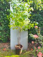 Amberboom meerstammig, Bloeit niet, Overige soorten, 100 tot 250 cm, Ophalen