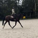 Super Brave 10 jarige ruin, Dieren en Toebehoren, Paarden, B, Ruin, Dressuurpaard, 7 tot 10 jaar
