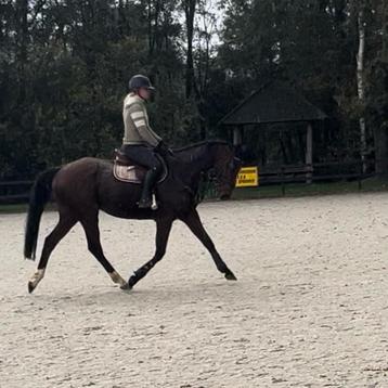 Super Brave 10 jarige ruin beschikbaar voor biedingen