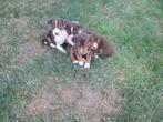 Mooie chocobruine driekleurige boerenfox pups, Dieren en Toebehoren, CDV (hondenziekte), 8 tot 15 weken, Meerdere, Meerdere dieren