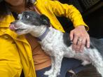 Vrolijke jonge reu zoekt een gezellig thuis, Dieren en Toebehoren, 6 jaar of ouder, Rabiës (hondsdolheid), Reu, Eén hond