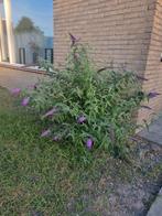 Vlinderstruik, Overige soorten, 100 tot 250 cm, Zomer, Ophalen