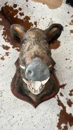 Taxidermie / Opgezet dier - Wild zwijn / Zwijnenkop, Ophalen of Verzenden, Wild dier, Opgezet dier