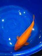 oranje goudvis koi karper benigoi, Karper of Koi