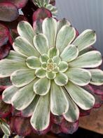 Aeonium purple glow, Ophalen of Verzenden, Halfschaduw, Minder dan 100 cm