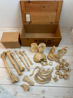 Antiek anatomisch lesmateriaal skelet schedel medisch model, Ophalen of Verzenden