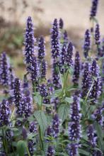 Agastache black adder in P9 pot., Volle zon, Vaste plant, Zomer, Ophalen