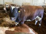 Te koop/te huur (v)rb, main anjou en brandrode dekstier(en), Dieren en Toebehoren, Runderen, Mannelijk