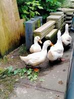 raszuivere Amerikaanse pekingeenden woerden, nu 1 jaar, Dieren en Toebehoren, Pluimvee, Mannelijk, Eend