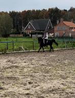 Lieve verzorgster gezocht naast zwijndrecht, Dieren en Toebehoren, Paarden en Pony's | Verzorgingsproducten, Ophalen of Verzenden