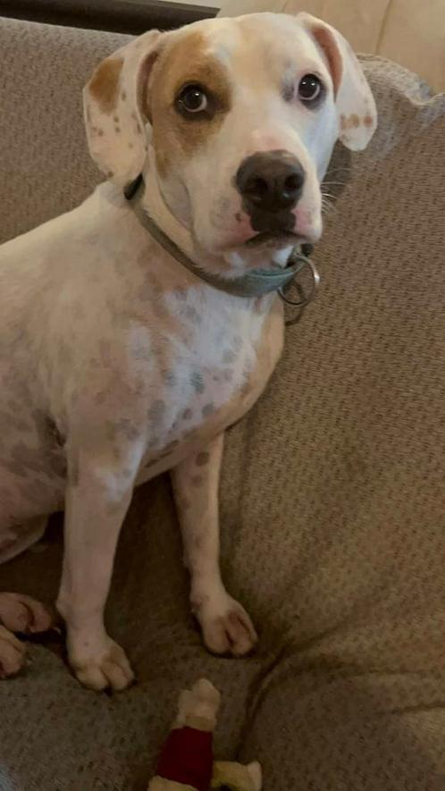 Maze verblijft in Cyprus, Dieren en Toebehoren, Honden | Niet-rashonden, Middel, Teef, Particulier, Eén hond, Buitenland, 3 tot 5 jaar