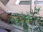 Ikea bamboeplant incl mand, Rond, Gebruikt, Mand, Ophalen