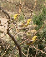 Gezocht, Dieren en Toebehoren, Vogels | Overige Vogels