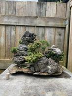 Bonsai rotsbeplanting, Tuin en Terras, Minder dan 100 cm, Overige soorten, Ophalen
