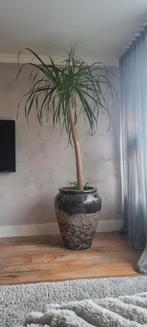 Exclusieve gave grote pot met plant boom, Ophalen, Zo goed als nieuw