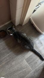 Katten, Dieren en Toebehoren, Katten en Kittens | Overige Katten, Kater