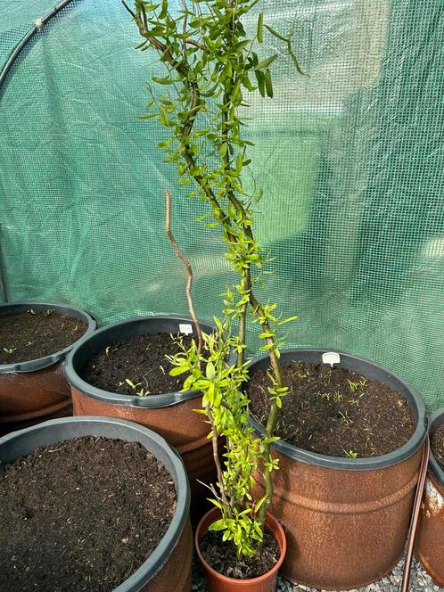 Kronkelhazelaar, Tuin en Terras, Planten | Bomen, Overige soorten, 100 tot 250 cm, Volle zon, Zomer, Ophalen