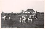 Texel Den Burg Hermanshoeve Schapen, Ophalen of Verzenden, 1940 tot 1960, Ongelopen, Noord-Holland
