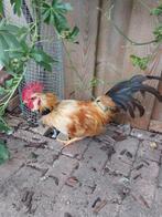 Gratis kippen, Dieren en Toebehoren, Pluimvee, Meerdere dieren, Kip